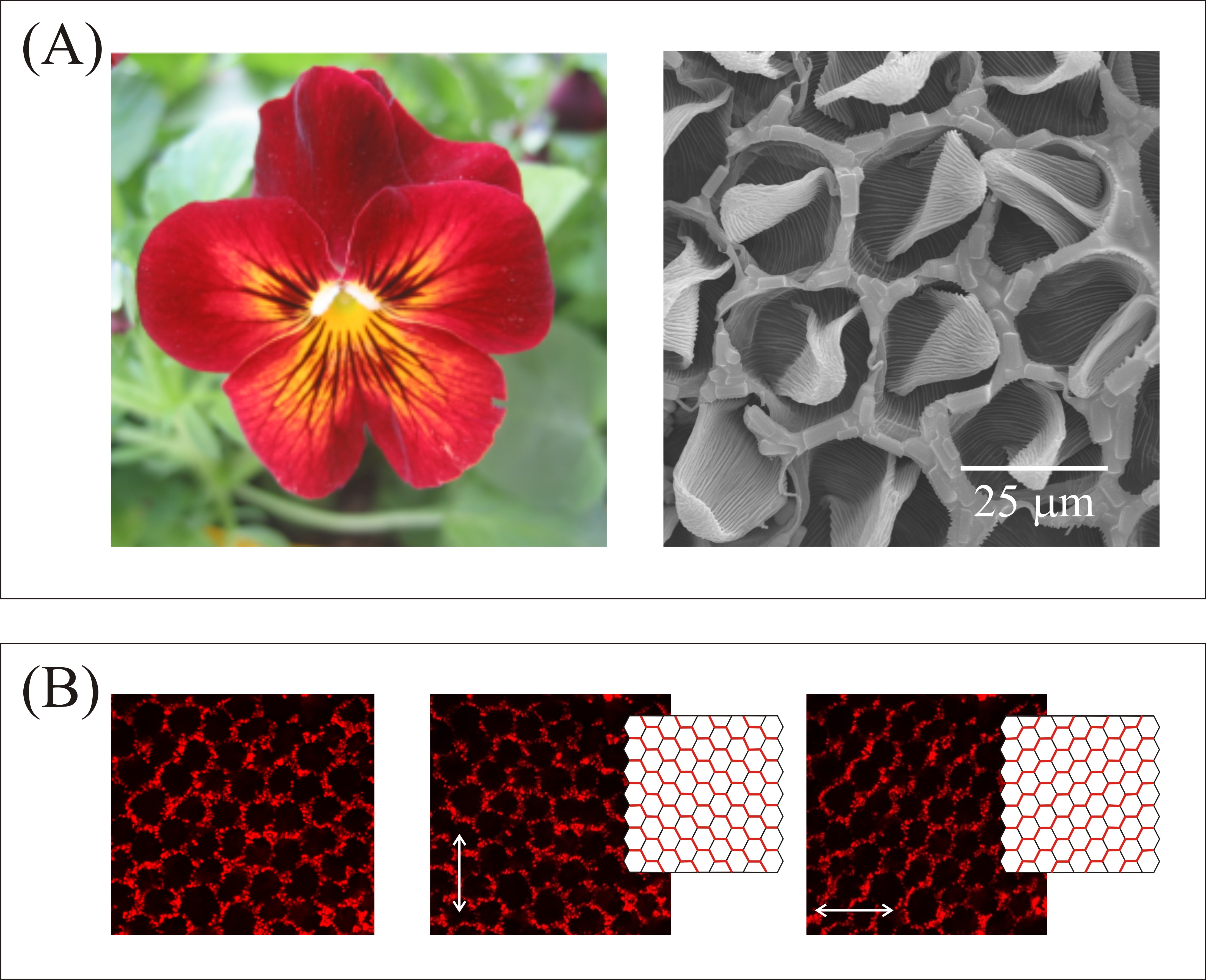 Selfassembly of Zeolite L Crystals on Biological Self-cleaning  Surfaces
	Olivia Bossart,Gion Calzaferri
	Micropor. Mesopor. Mater. 109, 2008, 392-397.
  	